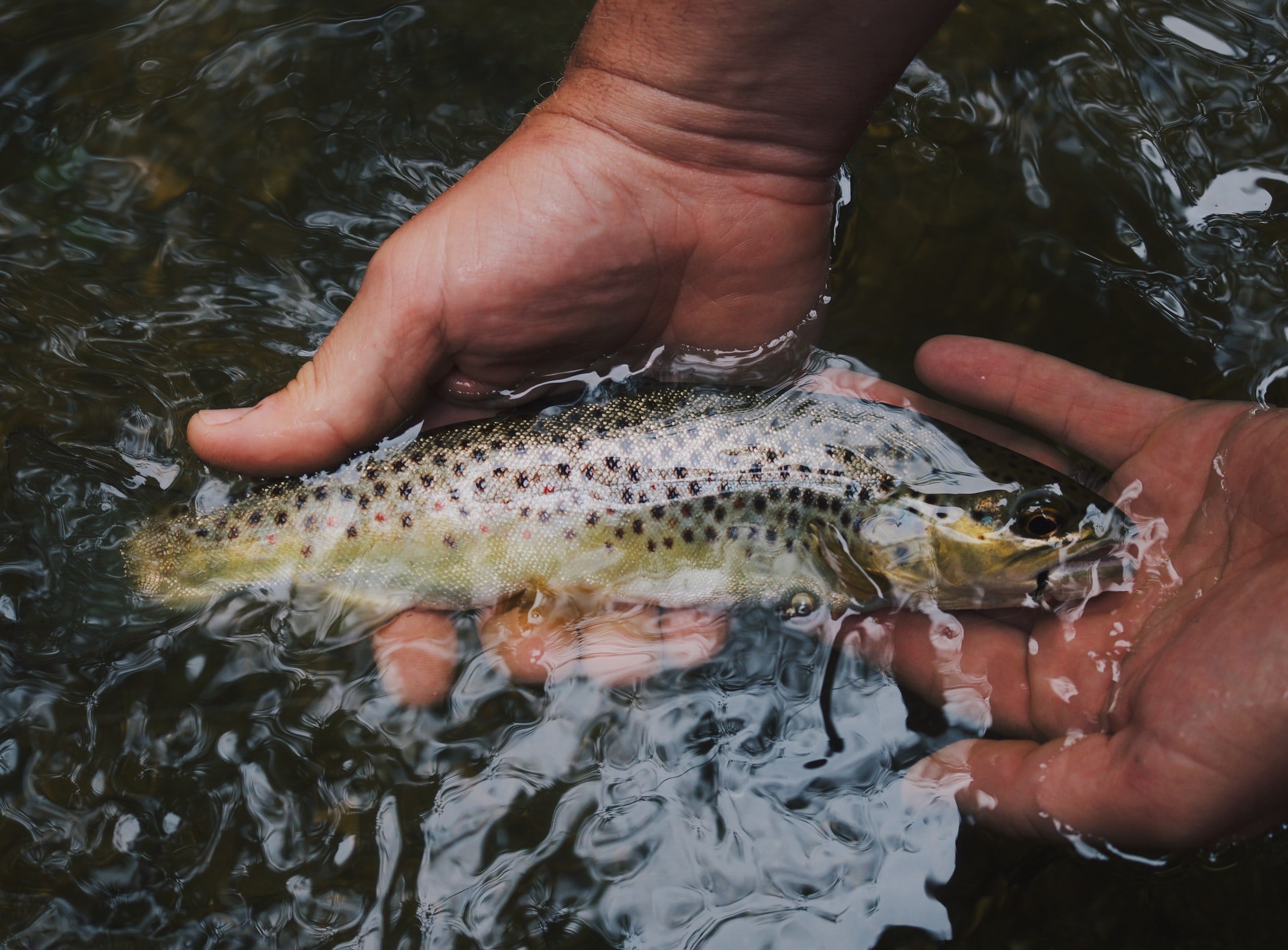 HOW TO Fish TROUT WORMS - Fake Plastic Worms! 