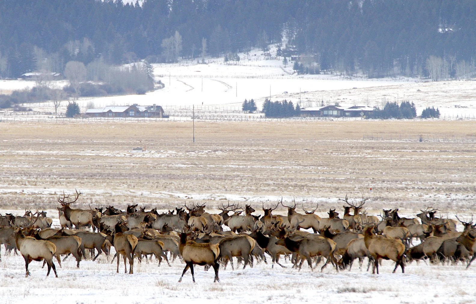 Jackson Hole Elk Devastated by Hunting? 