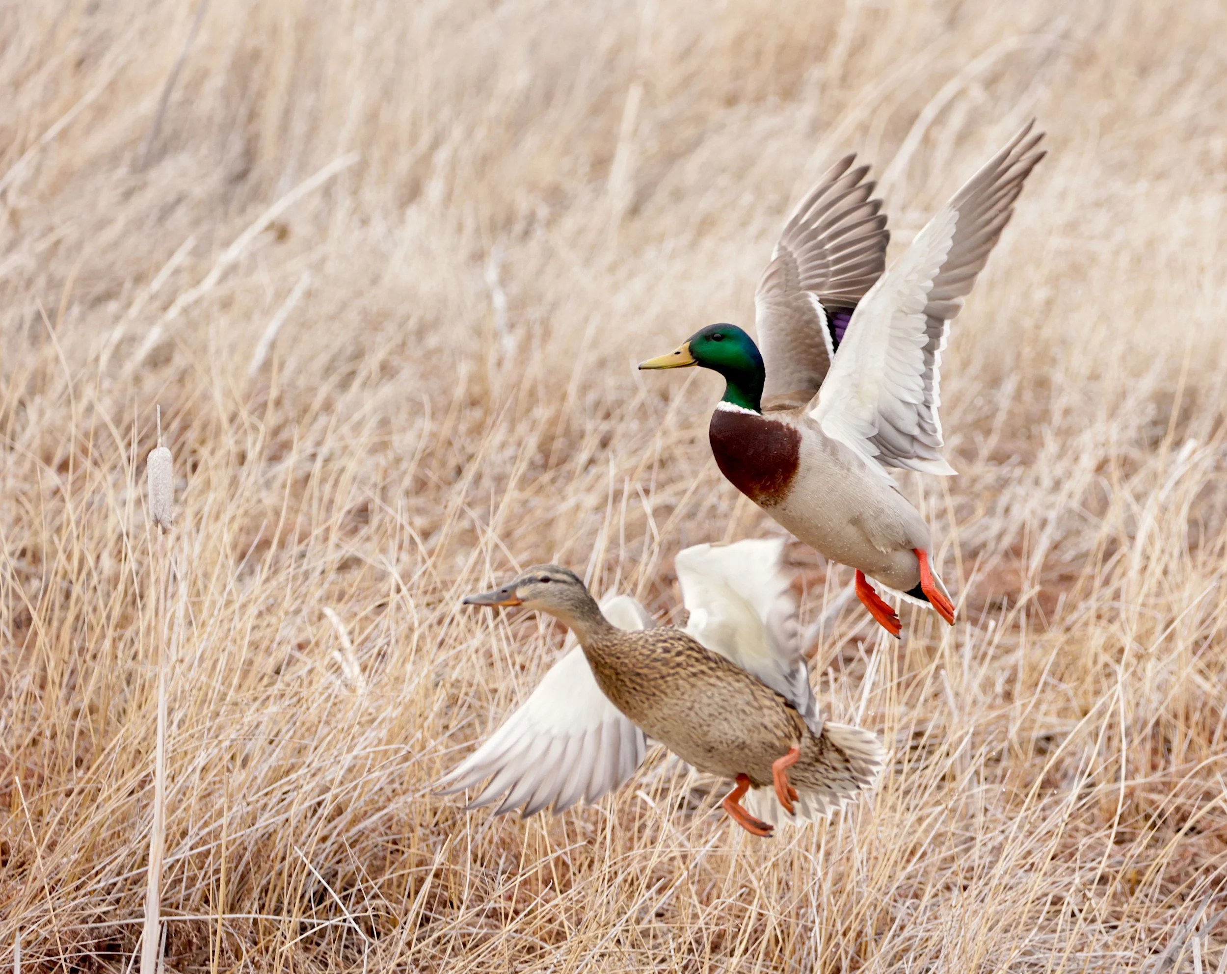 Hunters’ Assault on Nature
