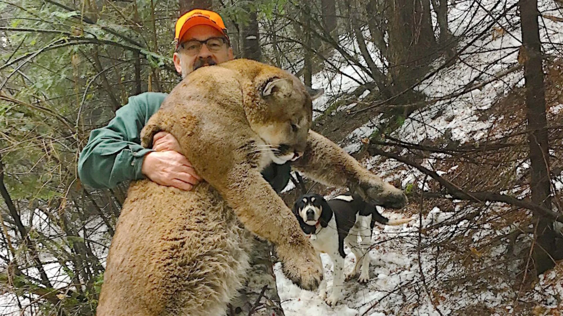 Flying B Ranch Cougar Hunt