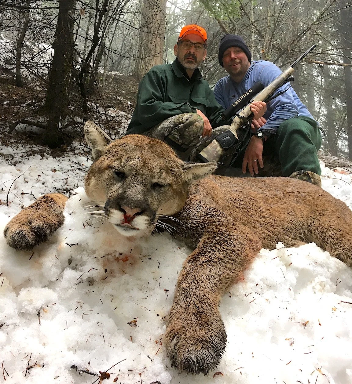 Politically Correct Mountain Lion Madness