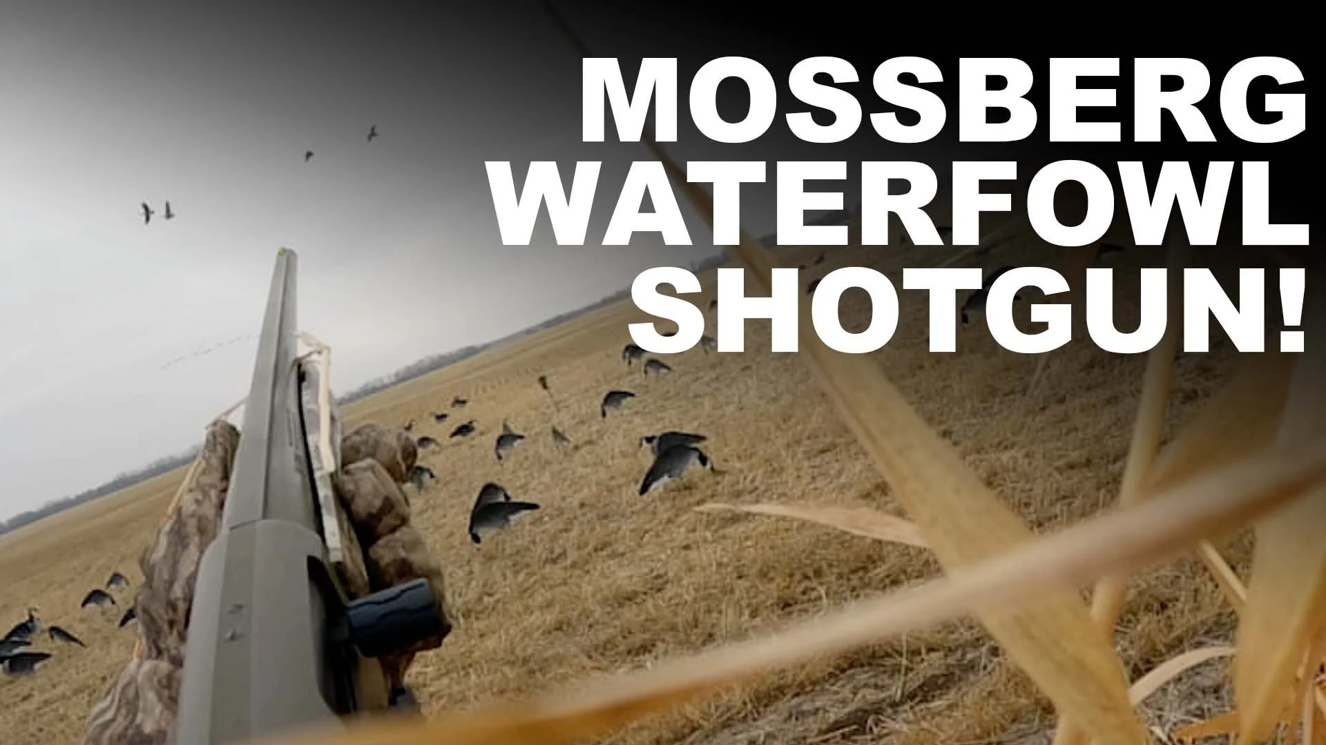 Mossberg Waterfowl Shotgun Review!