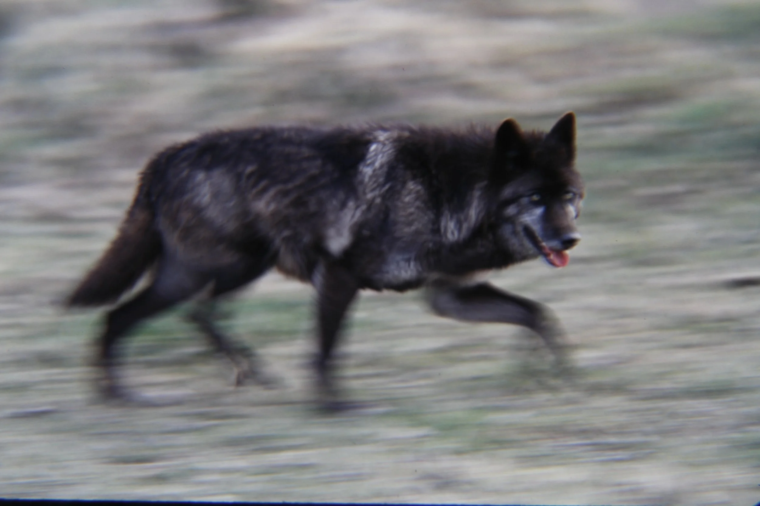 Another Wolf Fiasco&nbsp;
