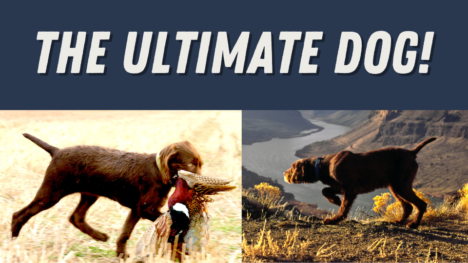 The Most Versatile Hunting Dog You’ve Probably Never Heard Of! Eps. 490