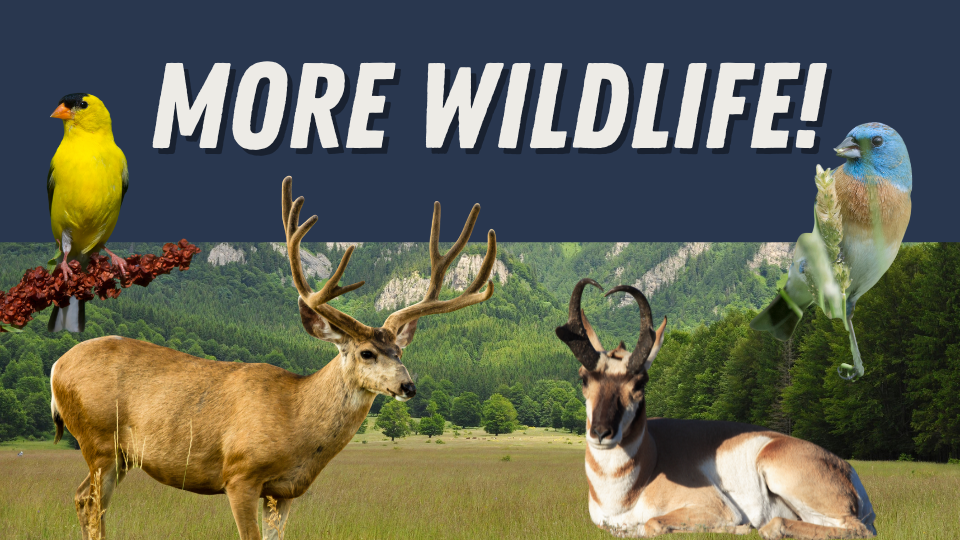 We Want MORE Wildlife! Eps. 491