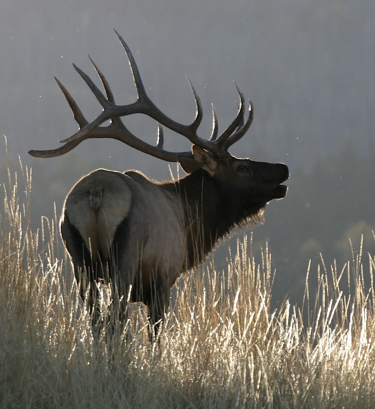 Elk Steak Enlightenment