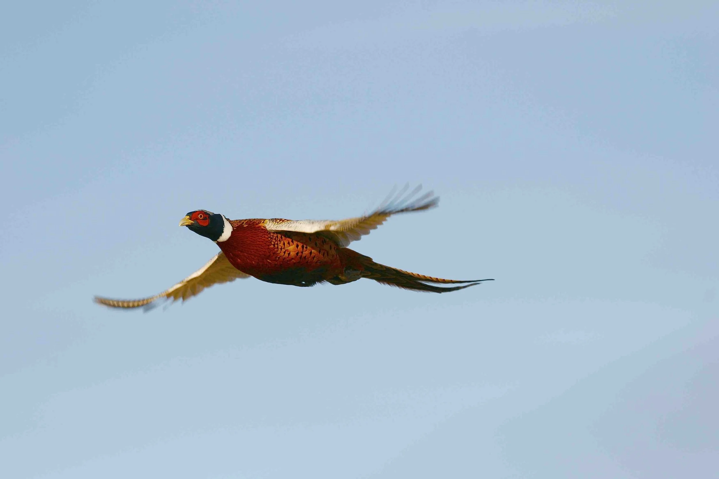 Dakota Pheasants in the Boondocks
