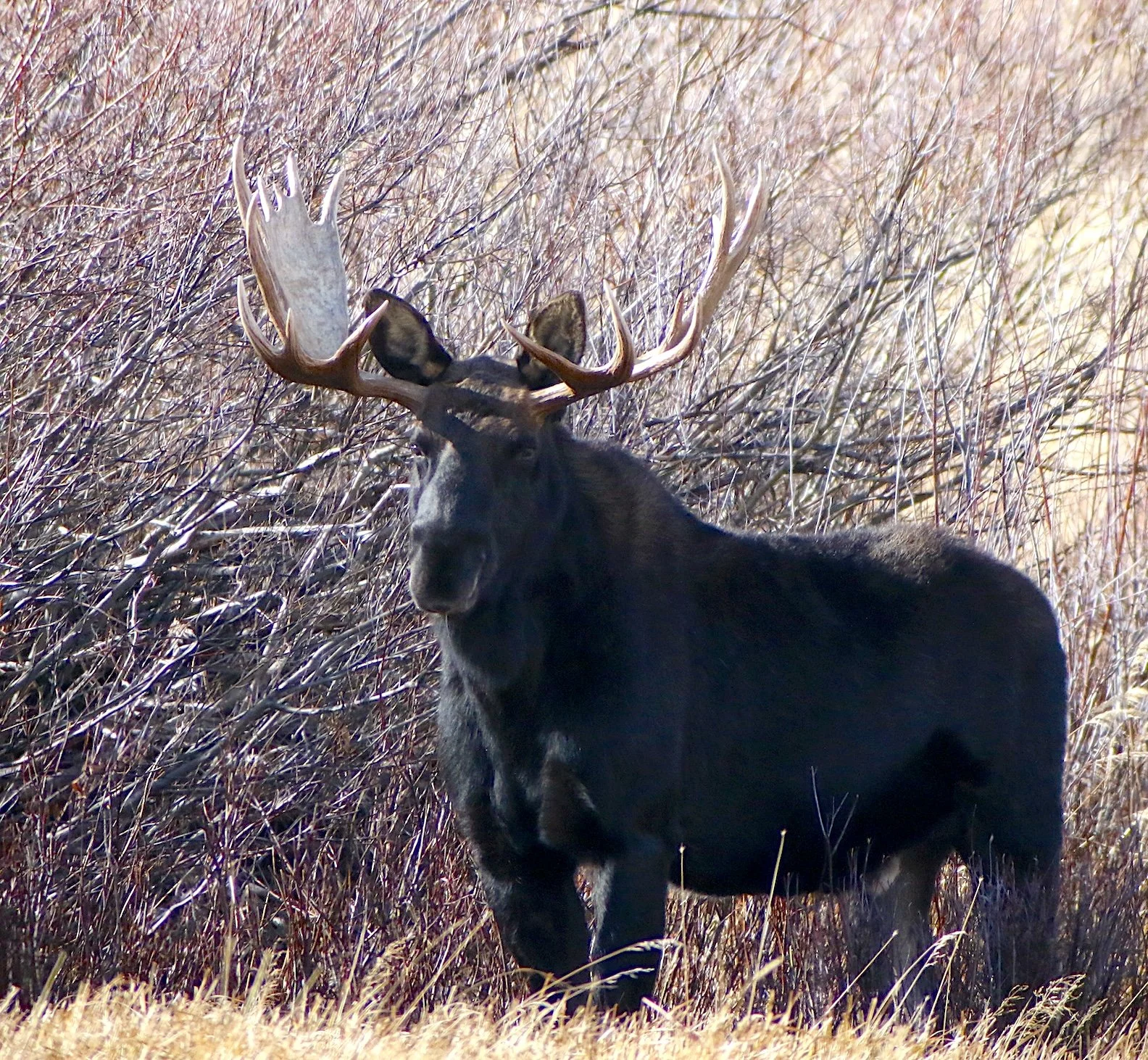 30-06 vs 308: The Swedish Perspective