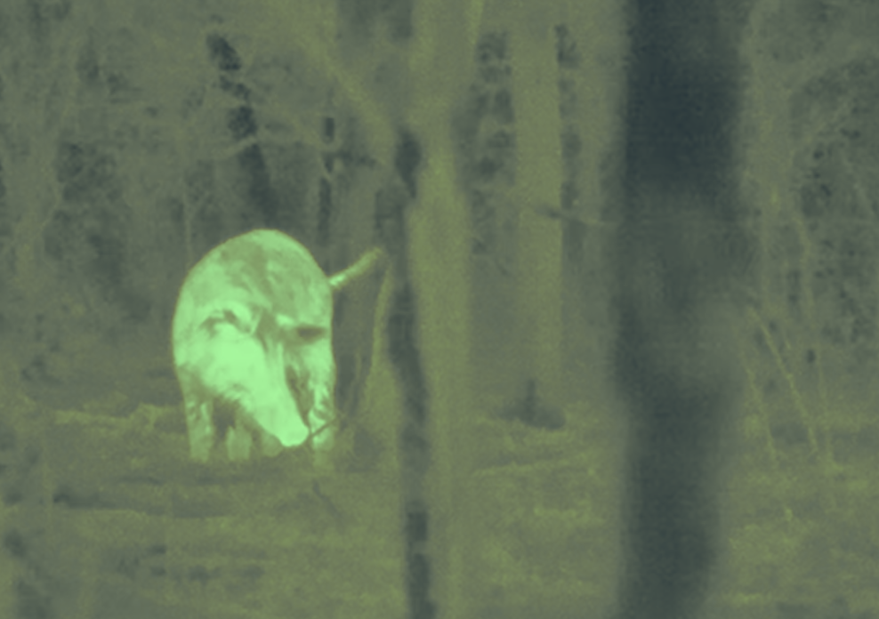 Night Hunting With and Without Night Vision Optics — Ron Spomer Outdoors