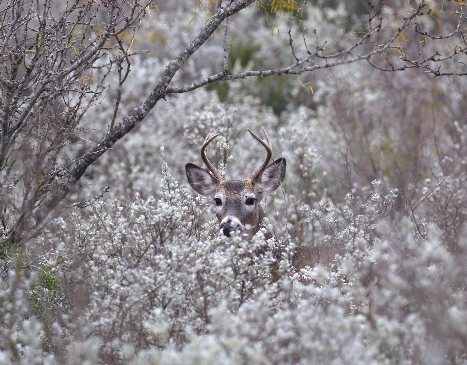 Best 3030 Zero Range for Deer Hunting — Ron Spomer Outdoors