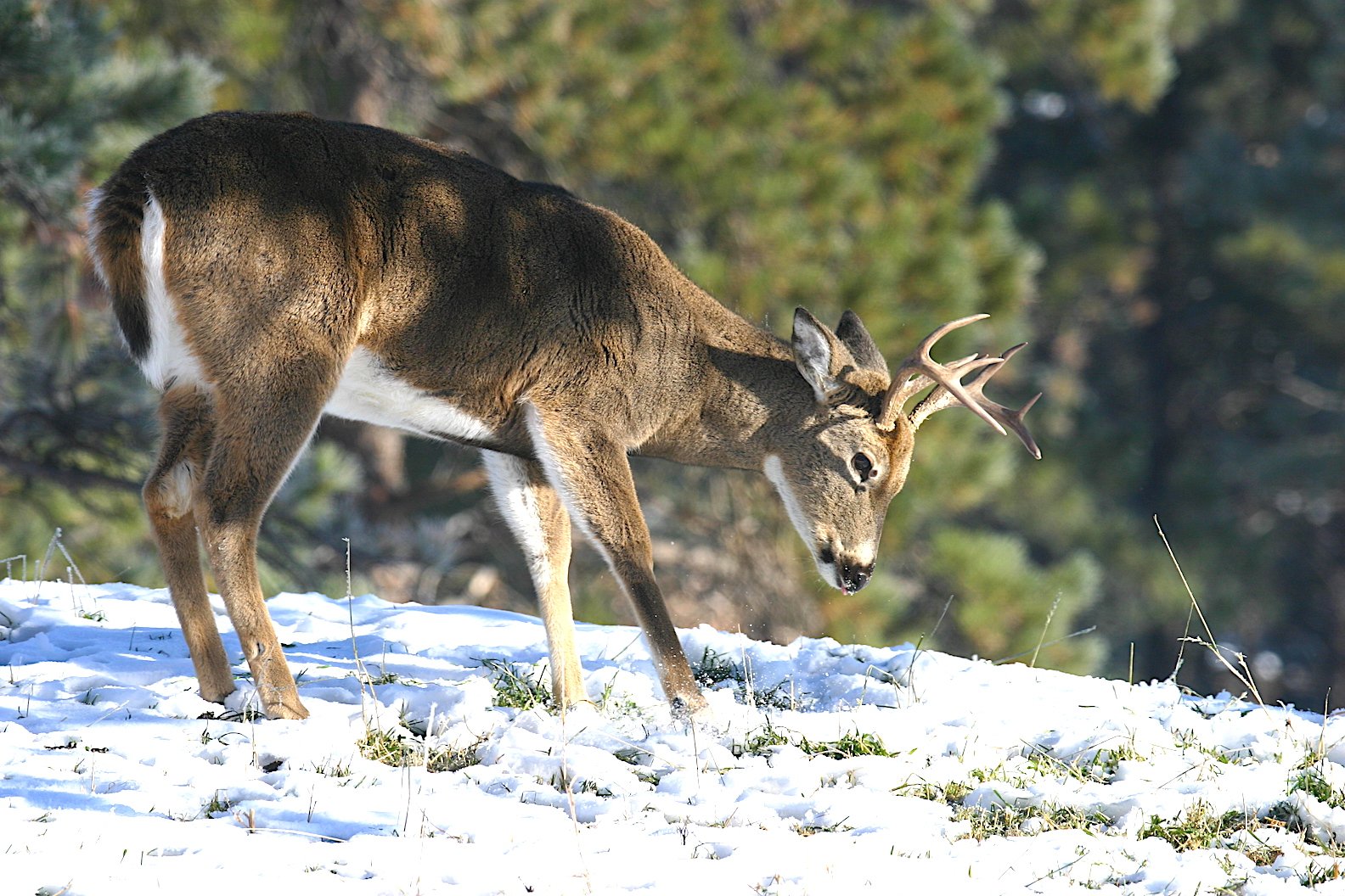 Best 30-30 Zero Range for Deer Hunting — Ron Spomer Outdoors
