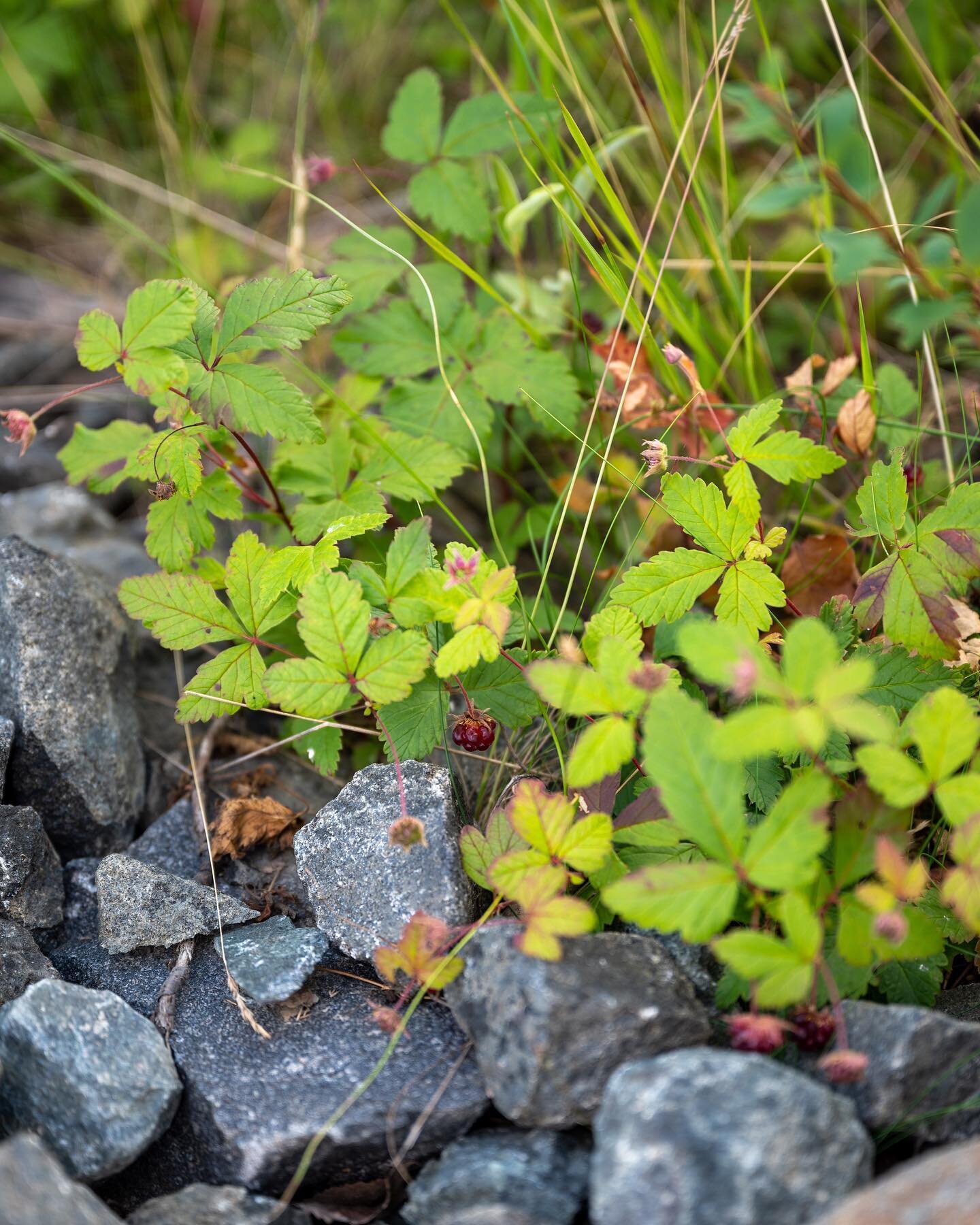 Ute p&aring; jakt efter &aring;kerb&auml;r 💜 Verkar vara lite tidigt, men jag hittade iallafall n&aring;gra mogna b&auml;r. 
. . .
I&rsquo;ve been out searching for Arctic raspberries. 💜 It seems to be a bit early, but I did find some mature berrie