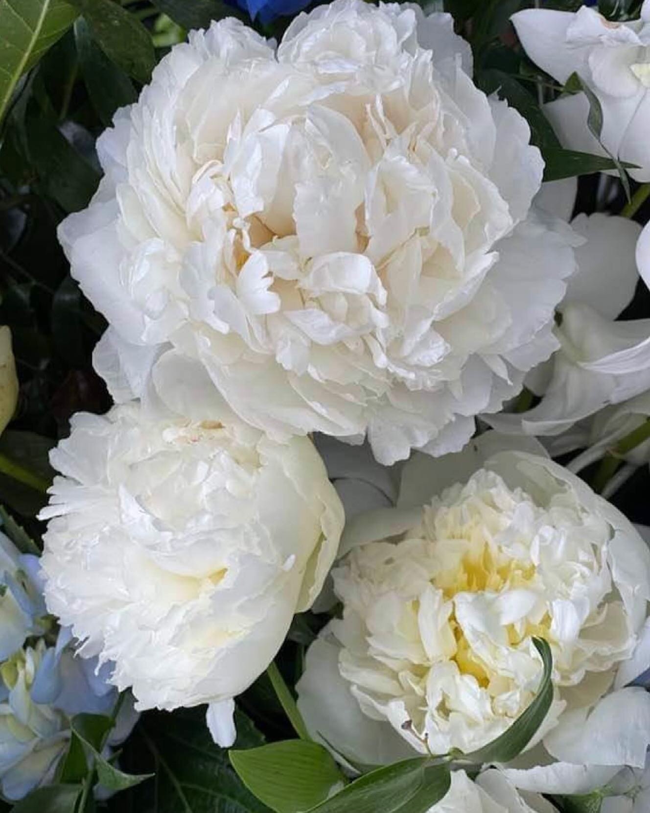 Duchess White Peony stealing the show! 😍 #directflowers2florist