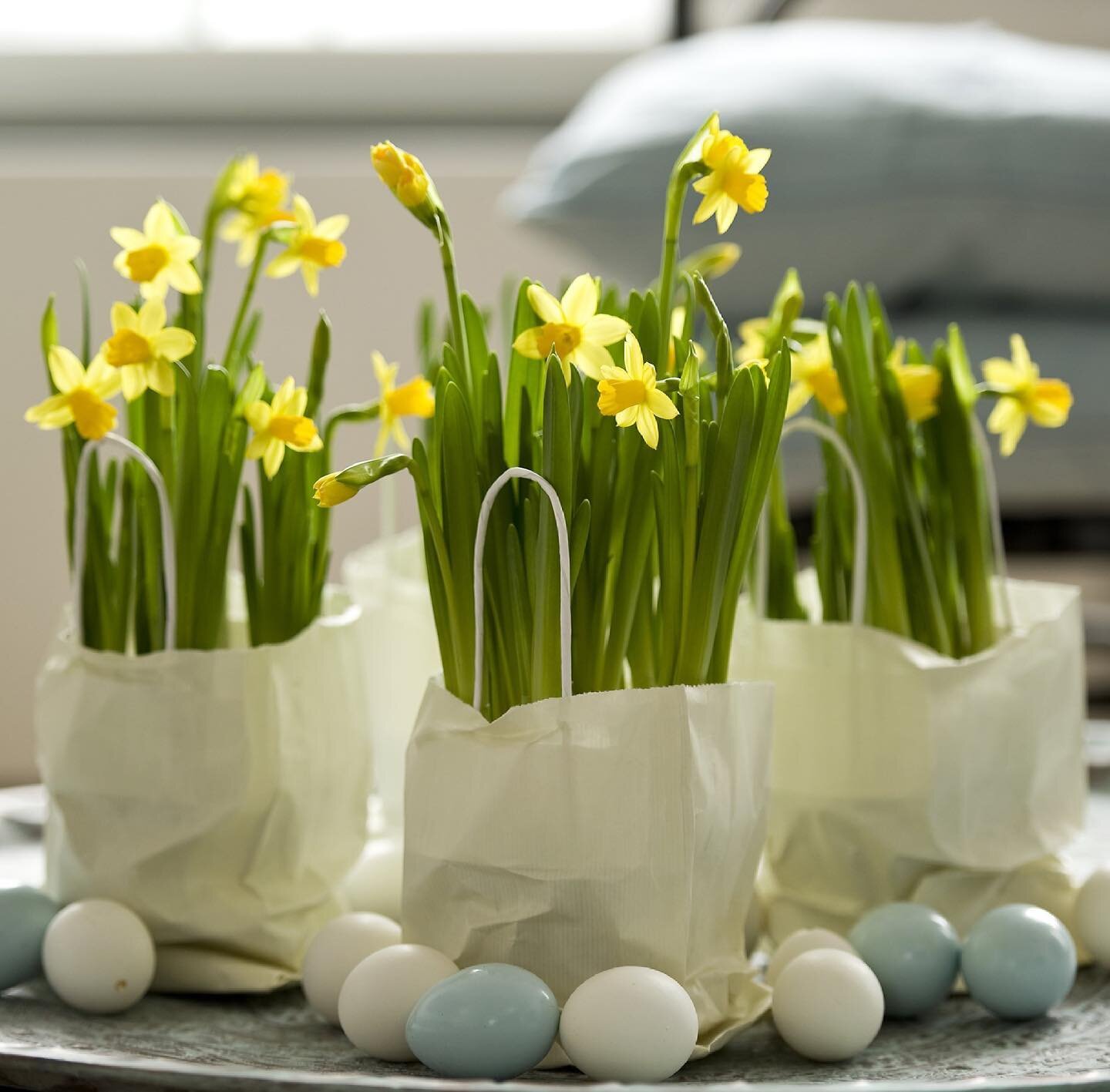 Welcome Spring with adorable Tete Tete Mini Daffodil plants arriving this weekend! 🌼 #directflowers2florist