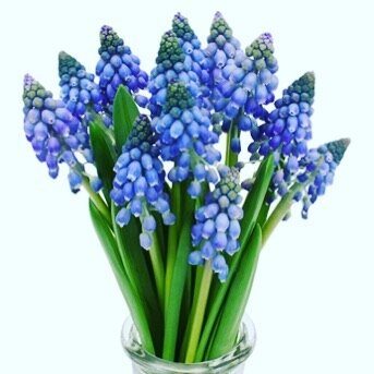 Just in!! Muscari is a genus of perennial bulbous plants native to Eurasia that produce spikes of dense, most commonly blue, urn-shaped flowers resembling bunches of grapes in the spring. The common name for the genus is grape hyacinth, but they shou