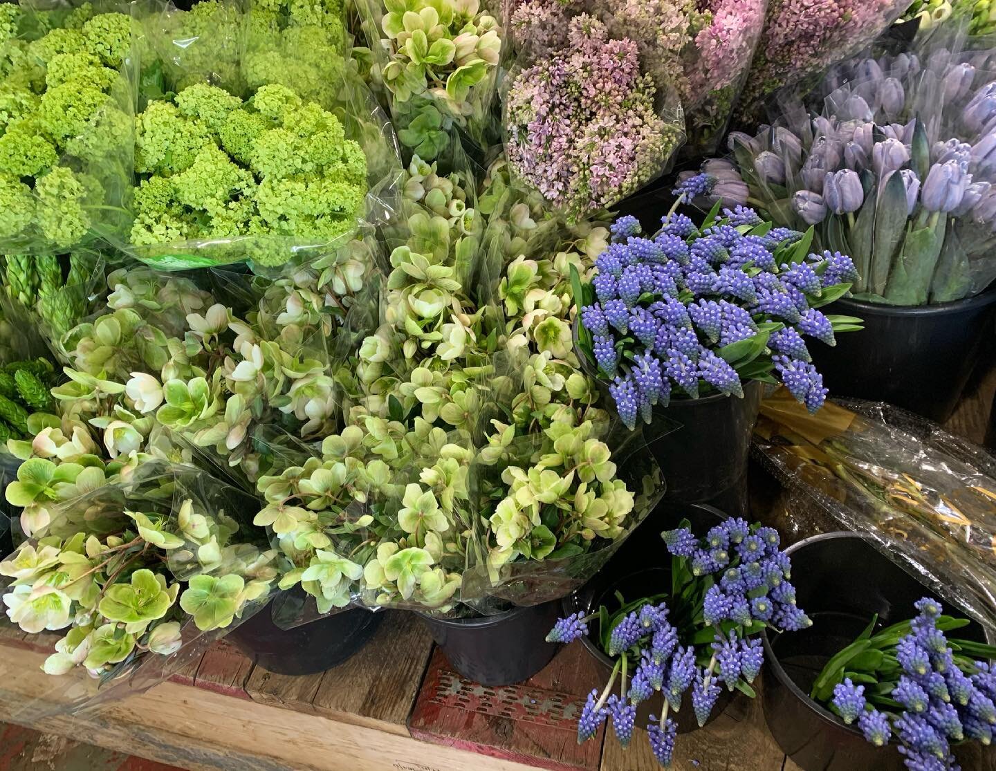 Pairings are my thing! Blue tinted Tulips, Muscari, Eryngium and Lavender Lilac! Or how about Viburnum with Hellebores and White Star Ornithogalum 😍 So good So good SO GOOD!
#directflowers2florist