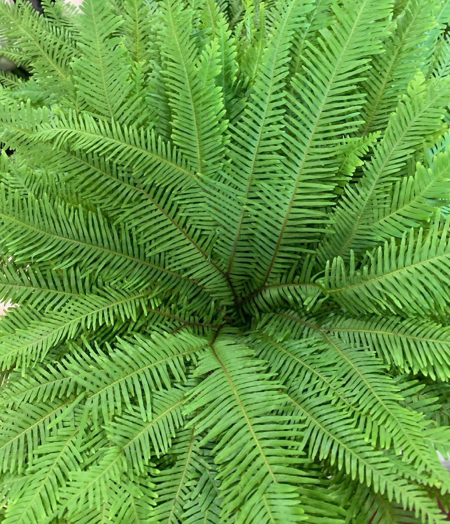 The mesmerizing and beautiful Umbrella Fern 🍃 Looking into a bunch is like getting trapped in a vortex. Which is a beautiful thing since vortices are thought to be swirling centers of energy that are conducive to healing, meditation and self-explora
