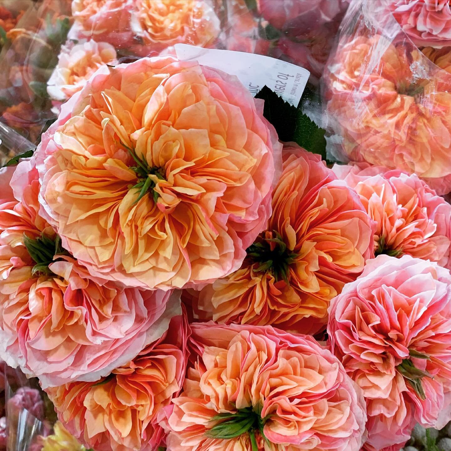 Kensington Gardens 😍 be still my heart ❤️ This garden rose is a show stopper with longevity 👌 #directflowers2florist
