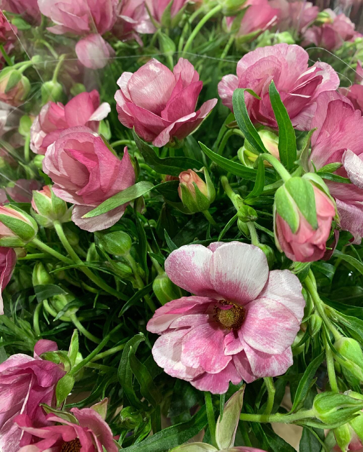 Butterfly Ranunculus in all her glory! With such delicate appearing petals they are unexpectedly long lasting 💕 #bedifferent