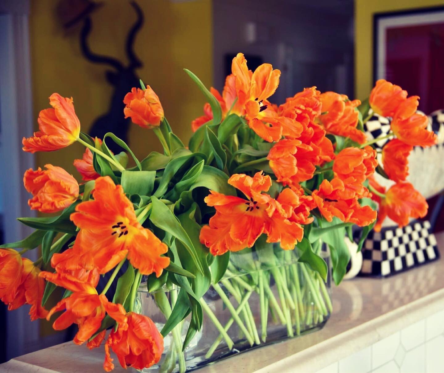 Amazing Tulips! These parrots have been in water for a week! Come check out our amazing novelty varieties. Why not #bedifferent 🧡 #directflowers2florist