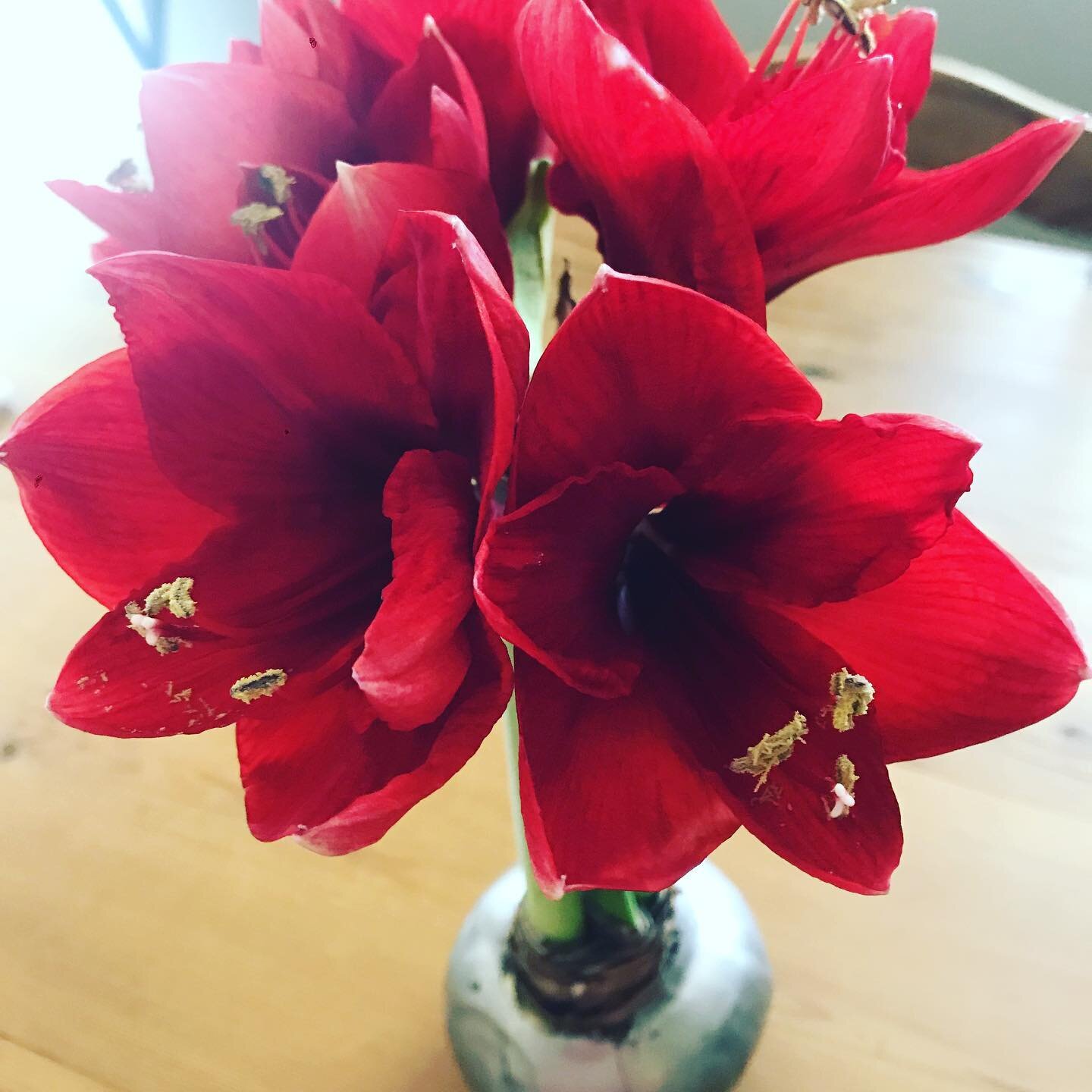Mi Amore...you are so beautiful 🌺&hearts;️💫💝 there are 6 gorgeous flowers that all blossomed at the same time with a 7th on the way. How does nature do it? Amazing. No soil needed. #traderjoesflowers #justforfun #ilovefreshflowers