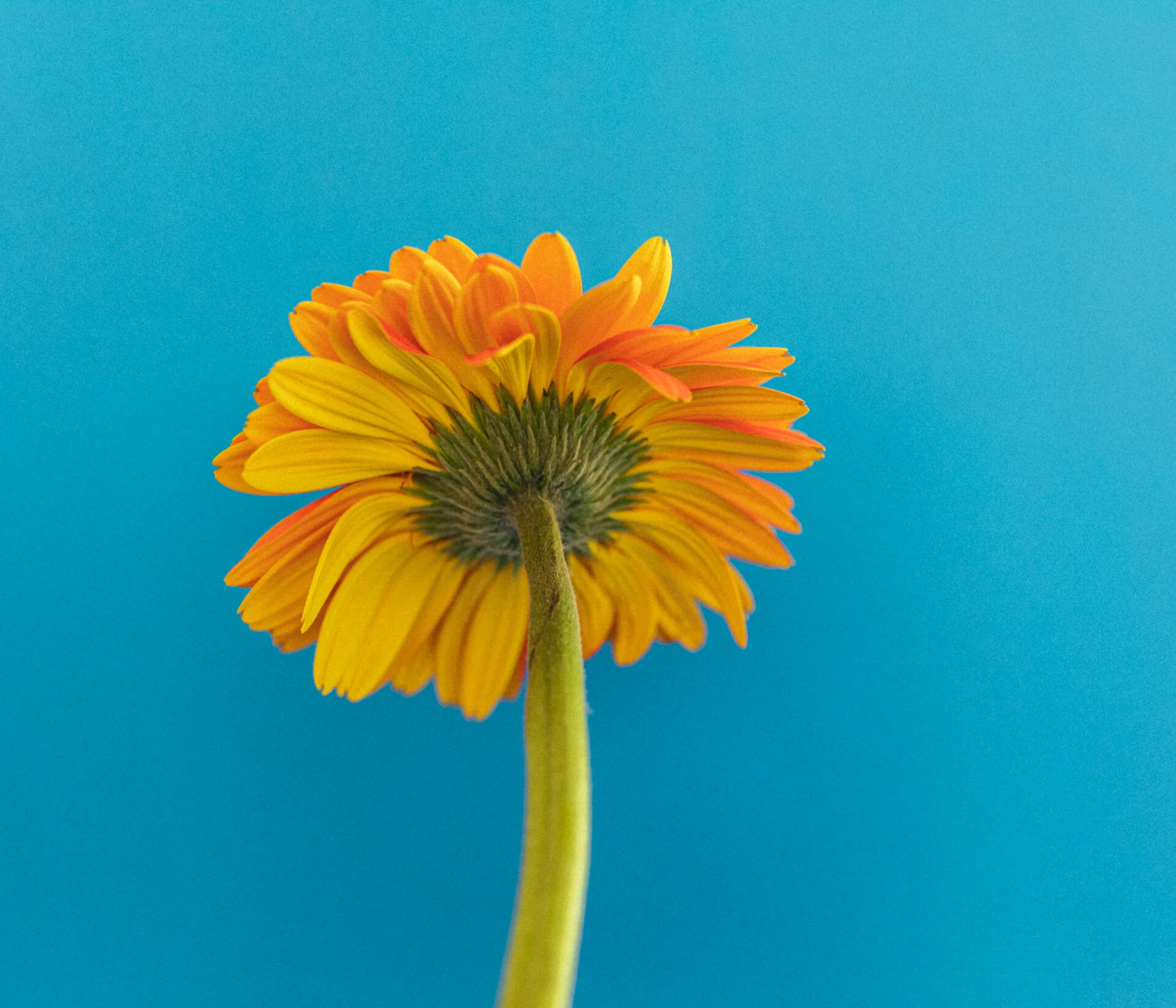 Gerbera-LQ-3.jpg