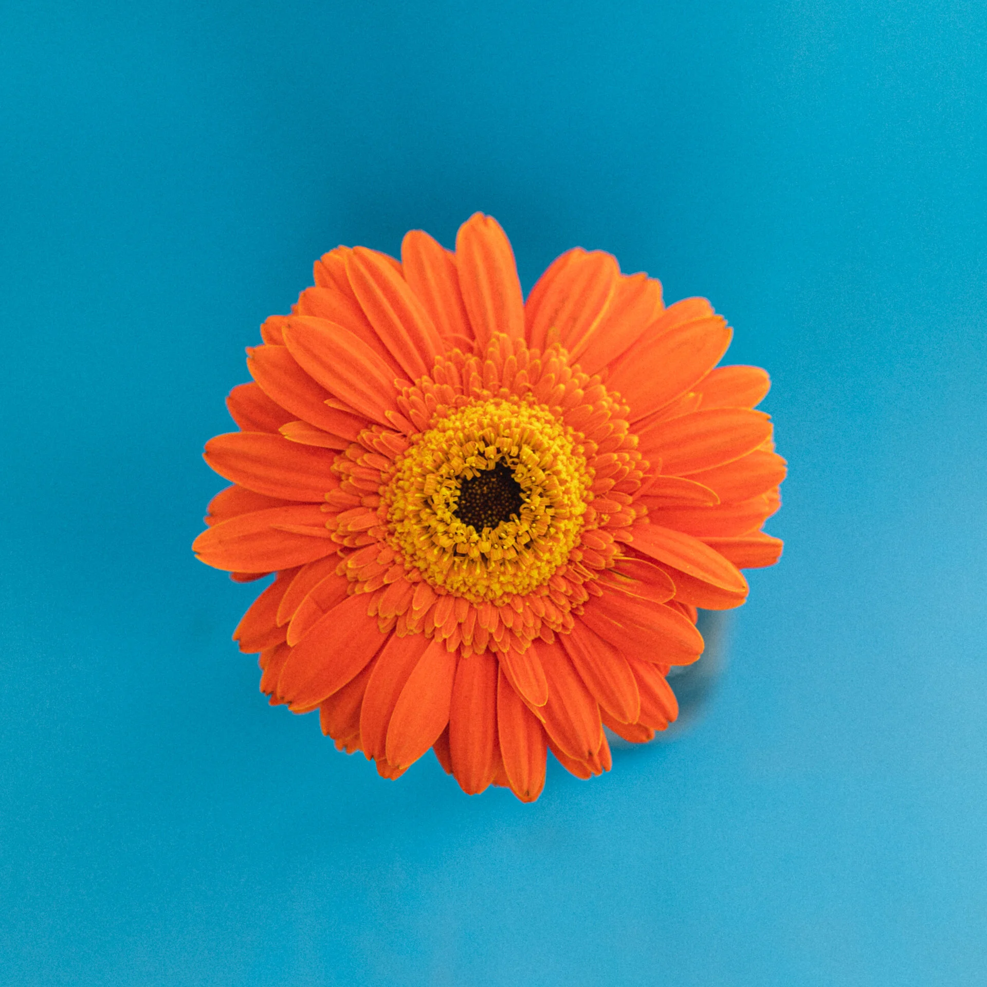 Gerbera-LQ-7.jpg