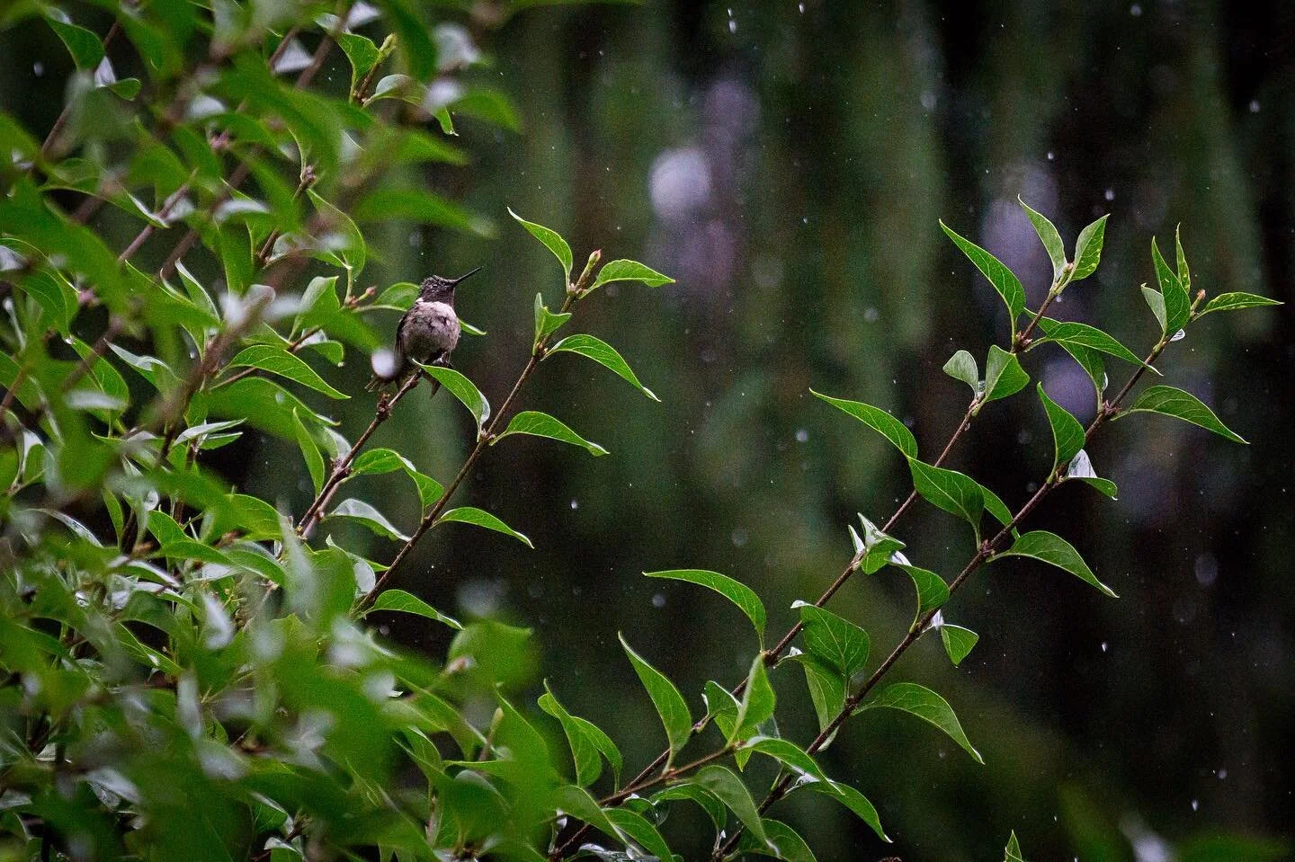 Rainy day hummingbird. #backyard #gettingthecameraout #sony #hummingbird #rainyday