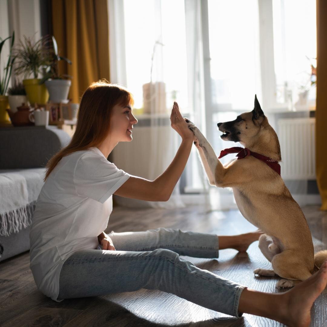 Serious question for our COVID recovery outlook - will our pets ever understand why we chose to stay home with them and just as abruptly left them at home again?