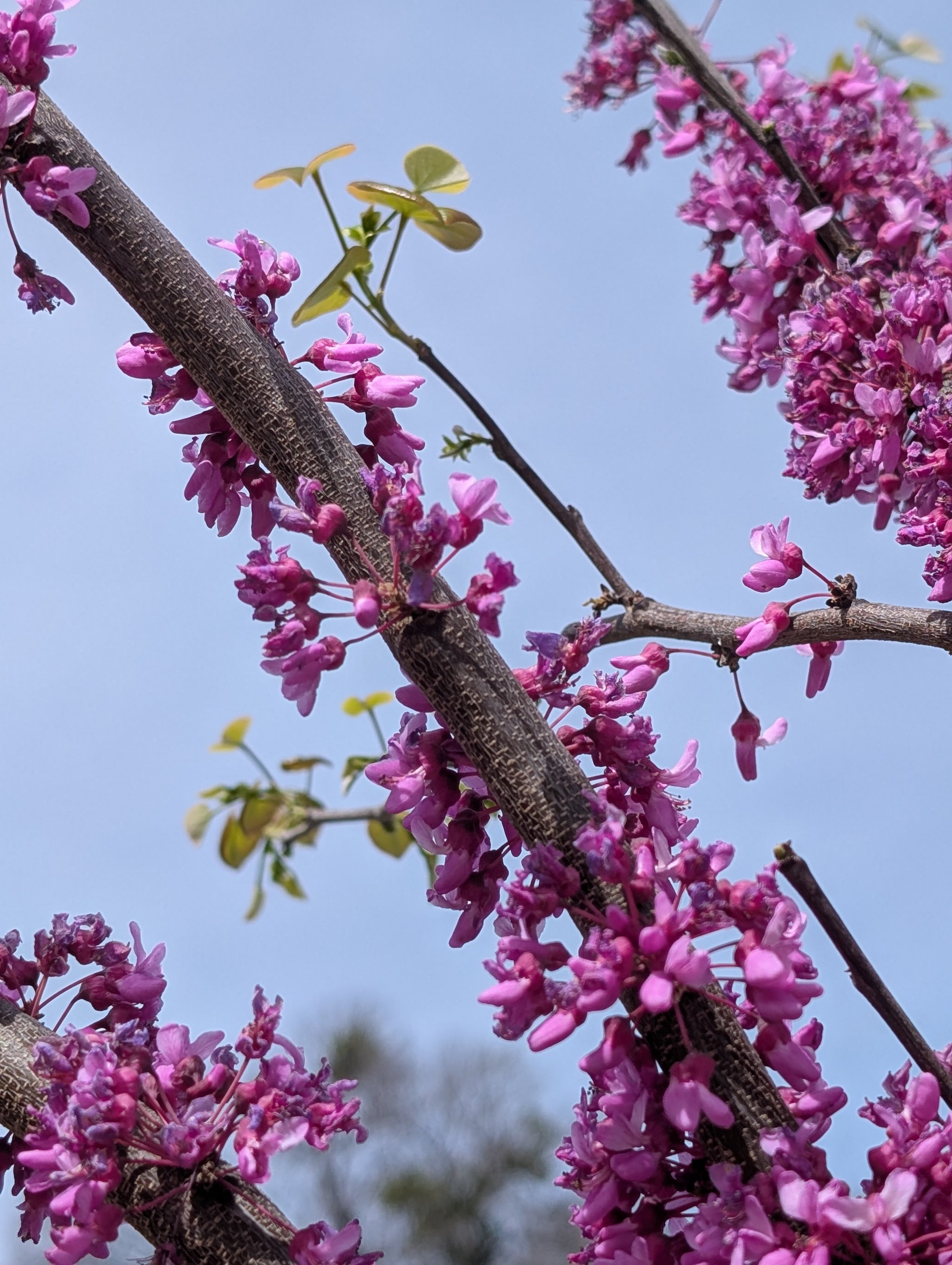 Trinity Tidings, March 16, 2025