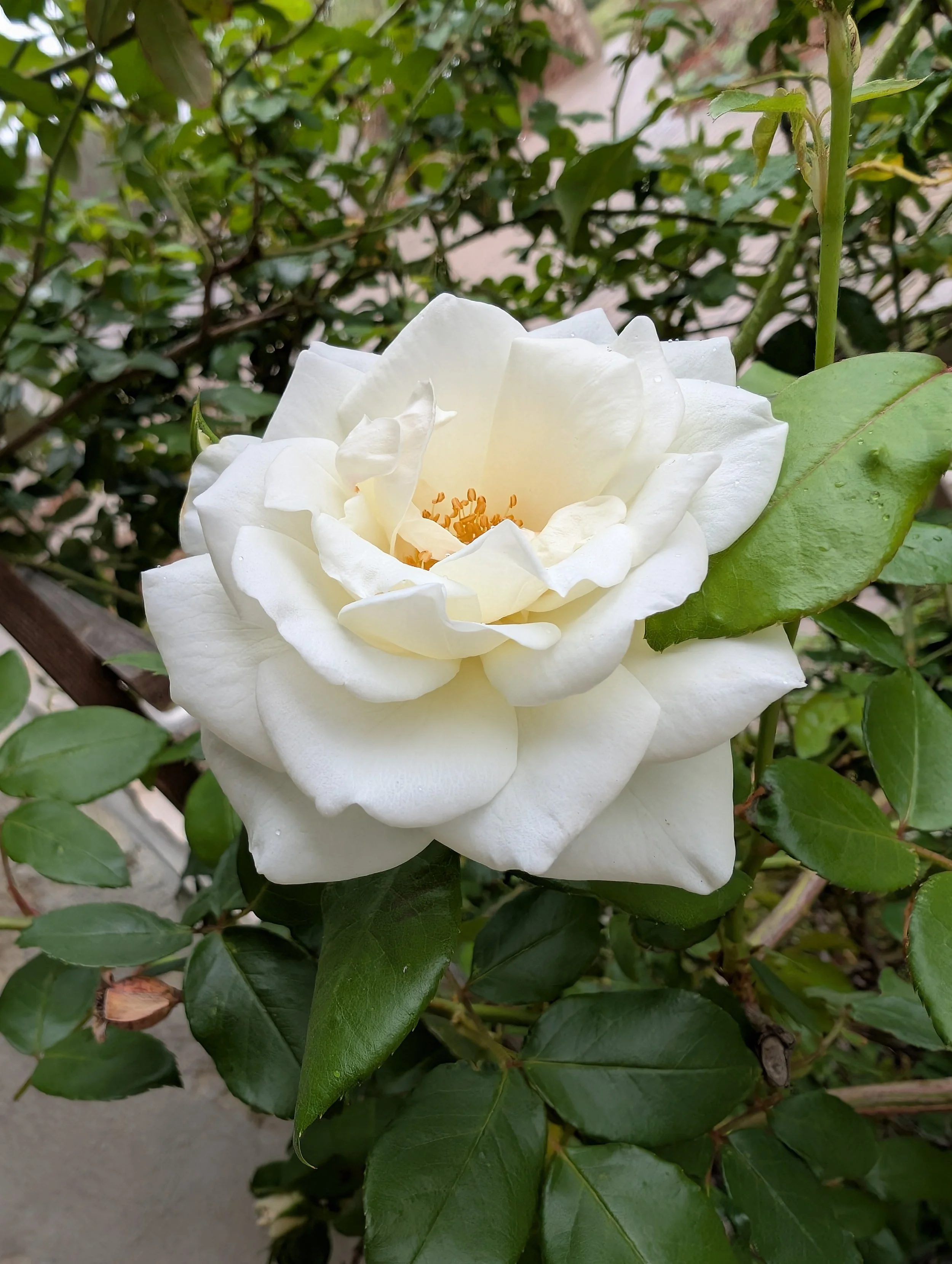 Trinity Tidings, March 30, 2025