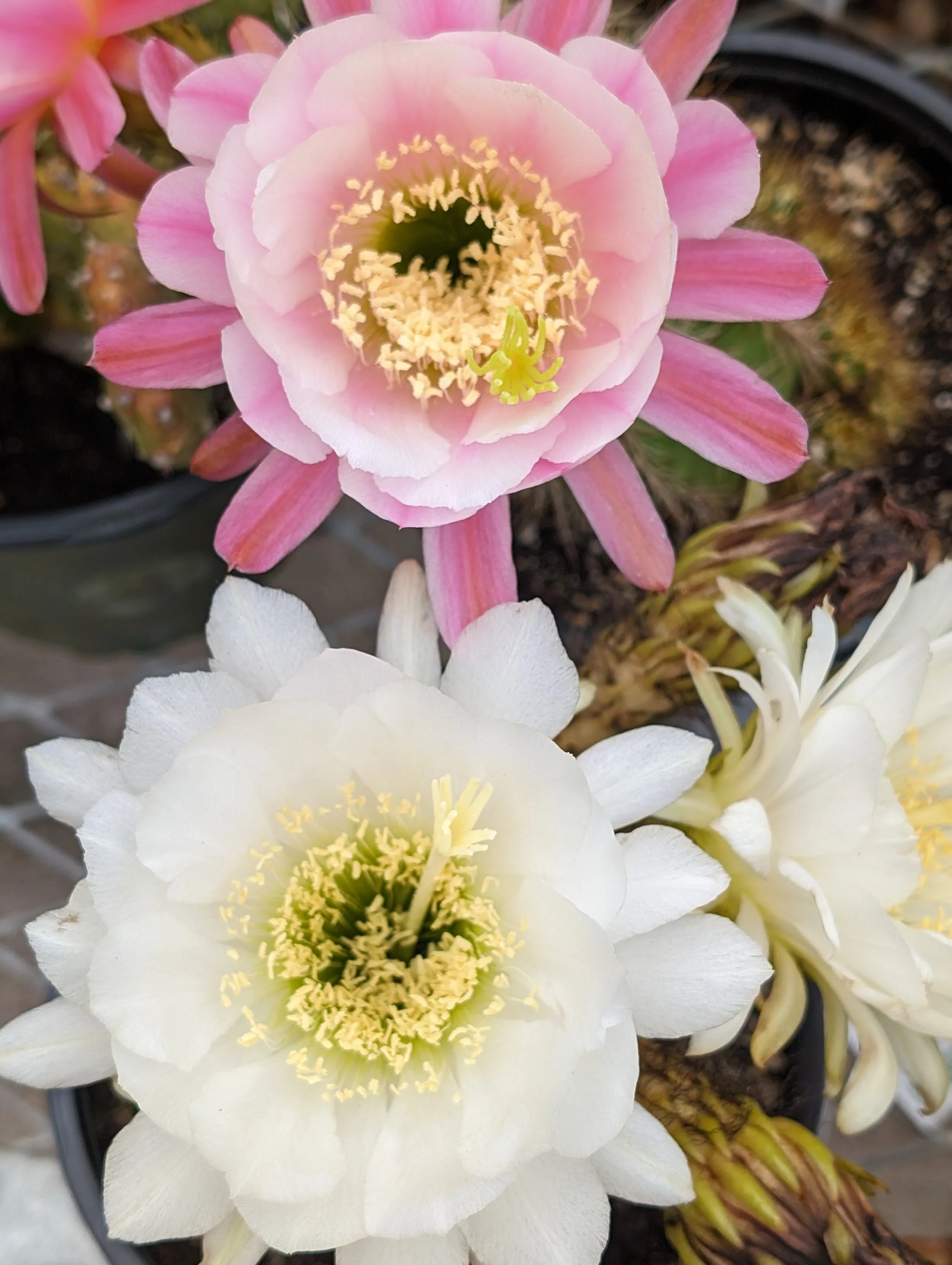 Trinity Tidings, May 11, 2025