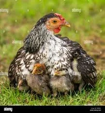 Trinity Tidings, June 29, 2025