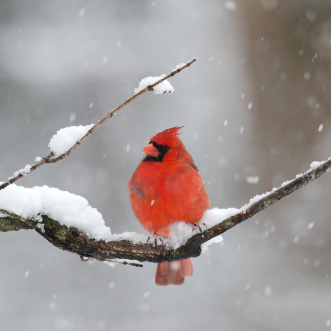 Trinity Tidings, February 8, 2026