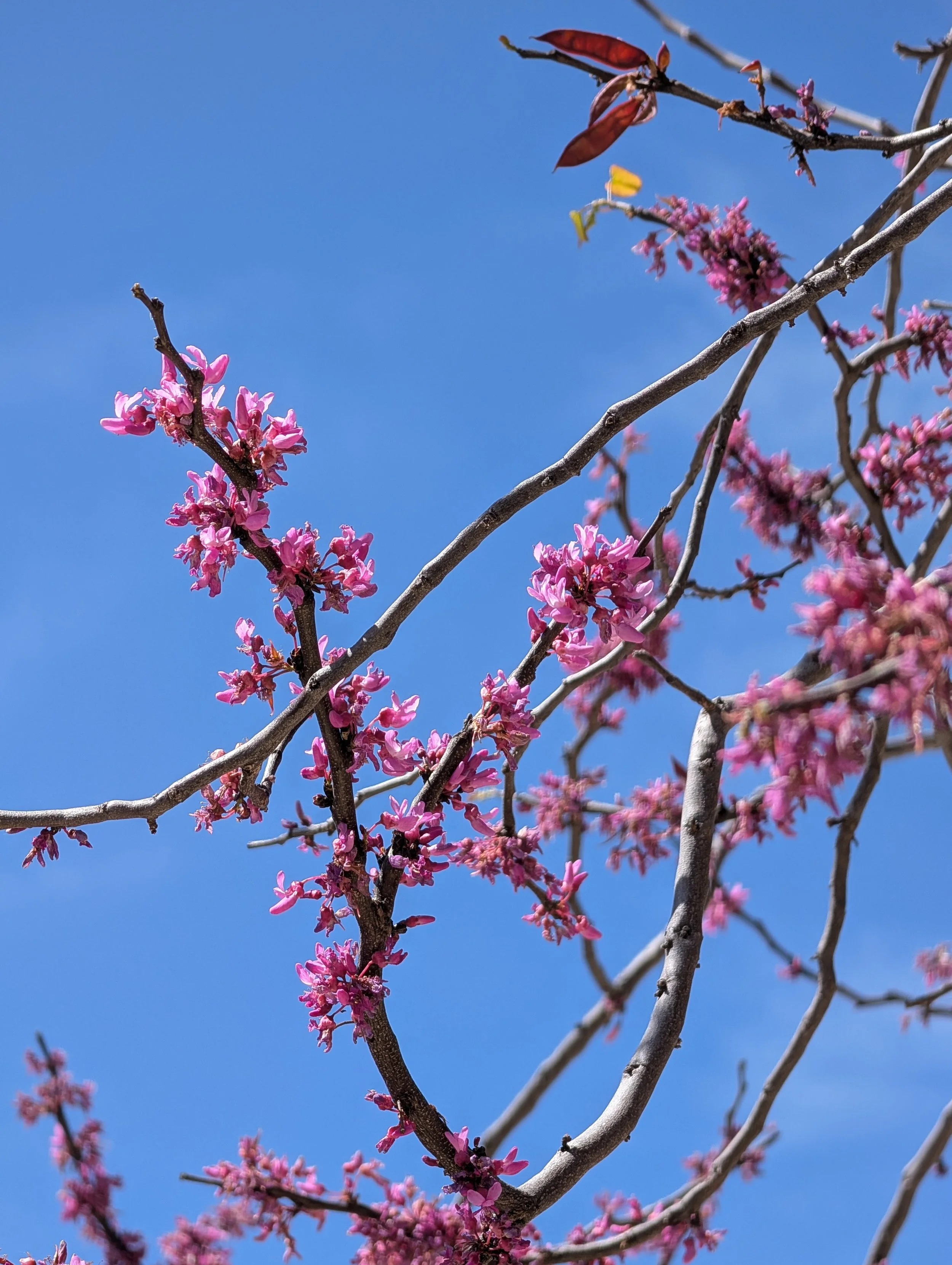 Trinity Tidings, March 22, 2026