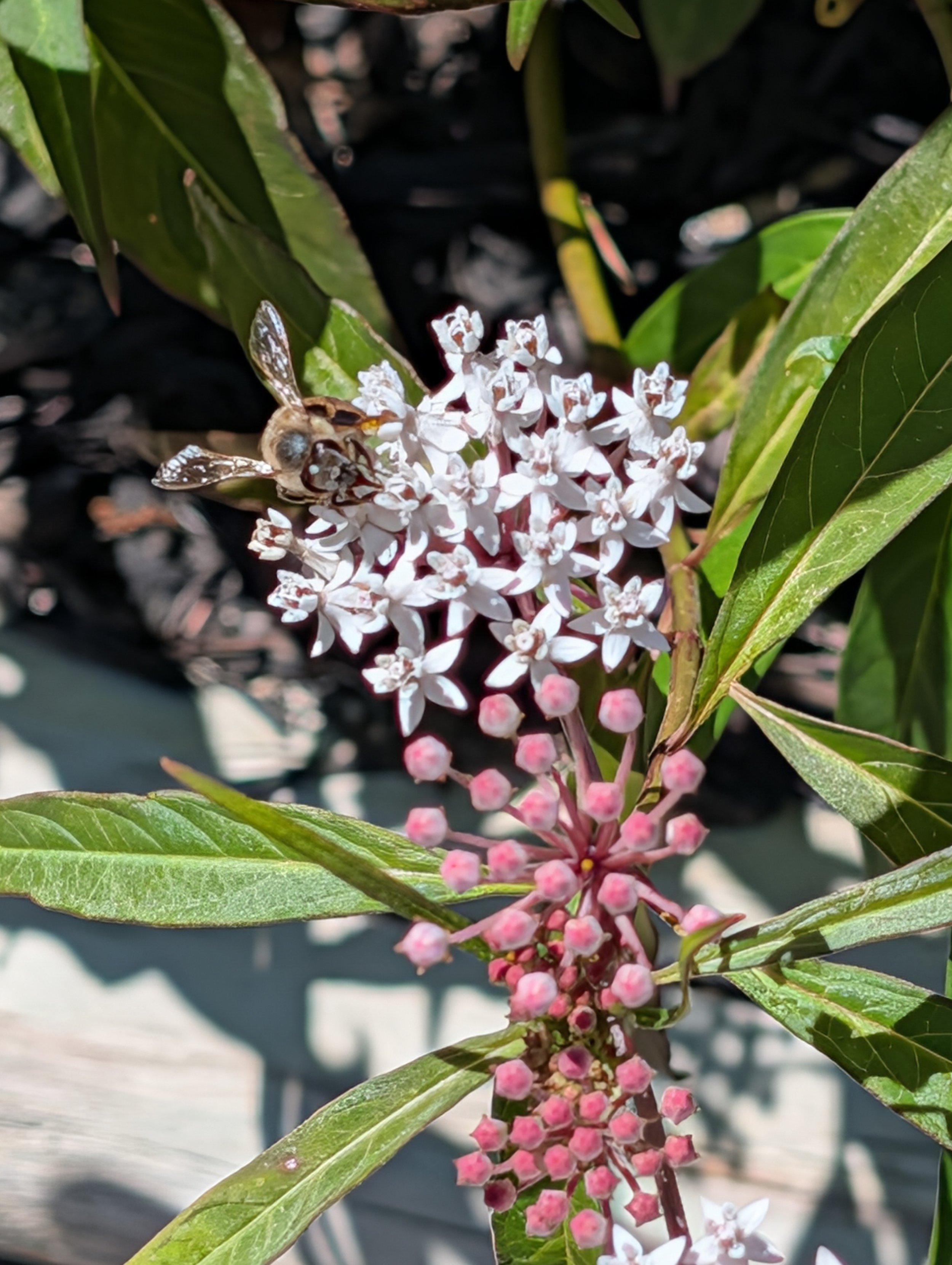 Trinity Tidings, April 12, 2026