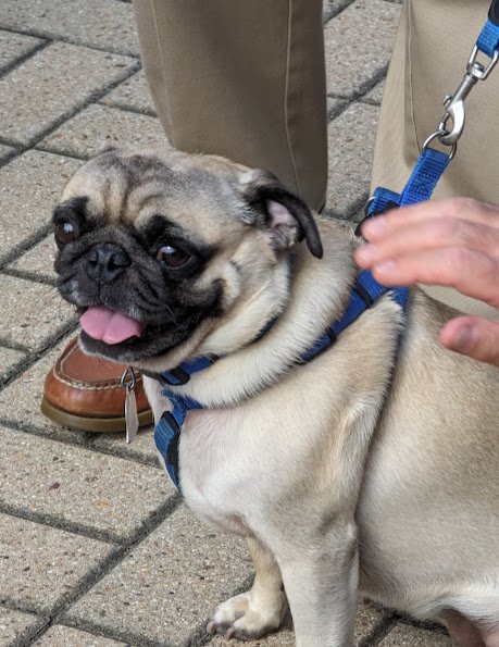Blessing of the Animals 2023