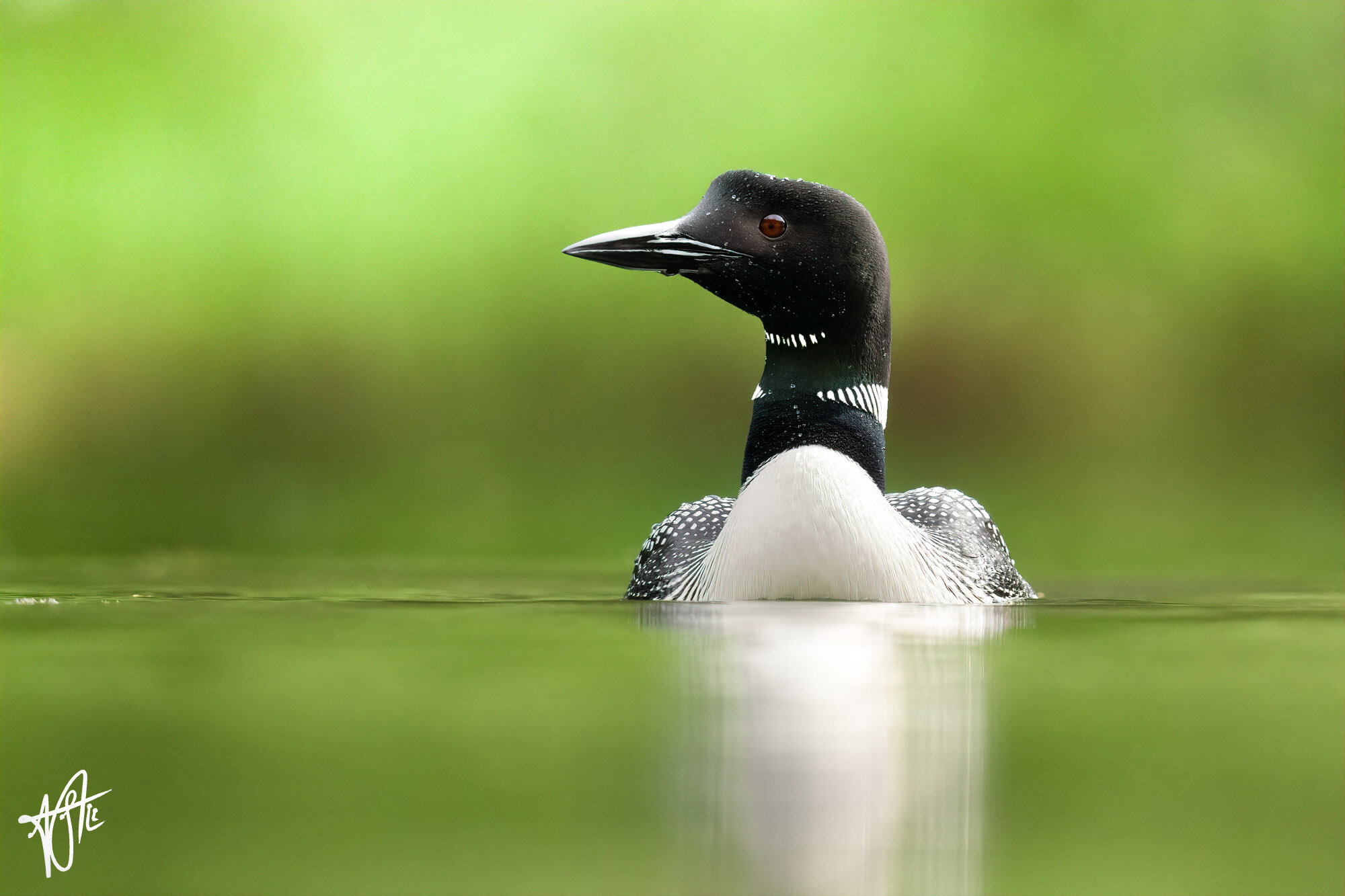 Common Loon portrait in front of a green backdrop