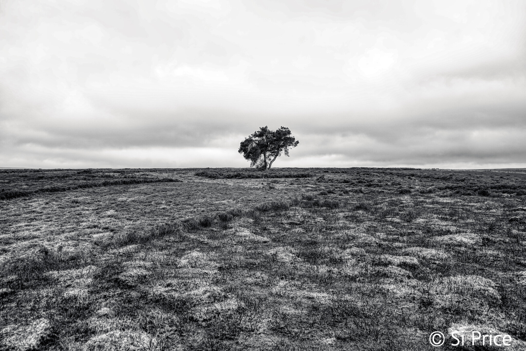 Lone Tree - North York Moors, England (1/200s f/5.6 16mm ISO100)