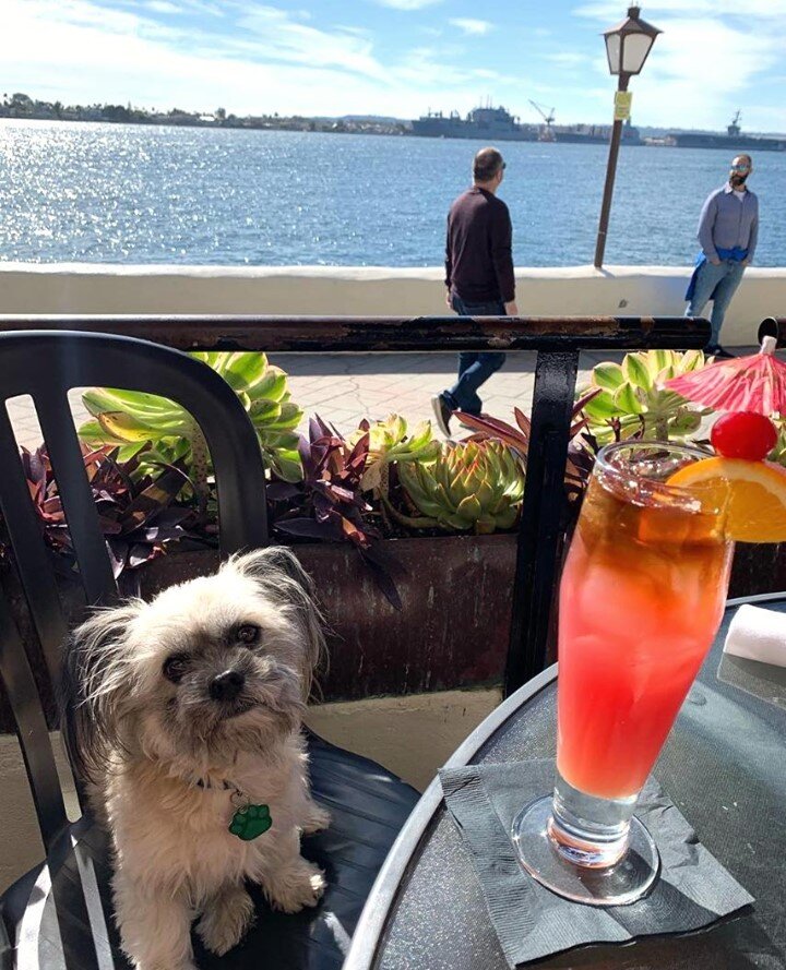 Cute pups and pretty drinks are always in high supply at Edgewater Grill! ⁠
⁠
📸: @__simplysimba__