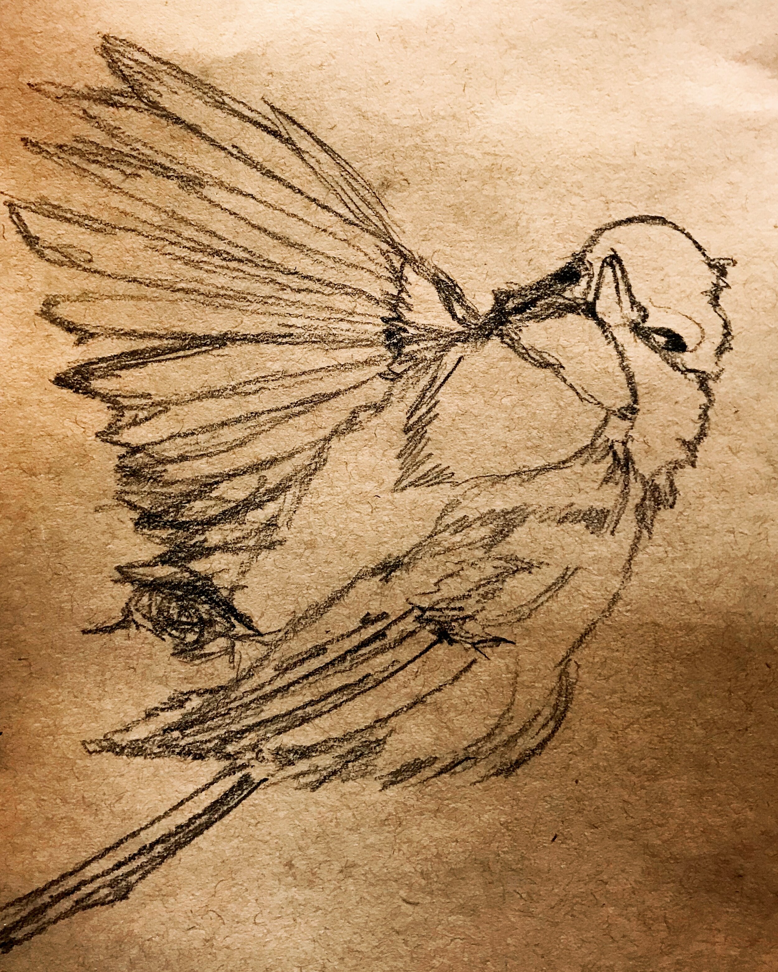 "chickadee" 2017