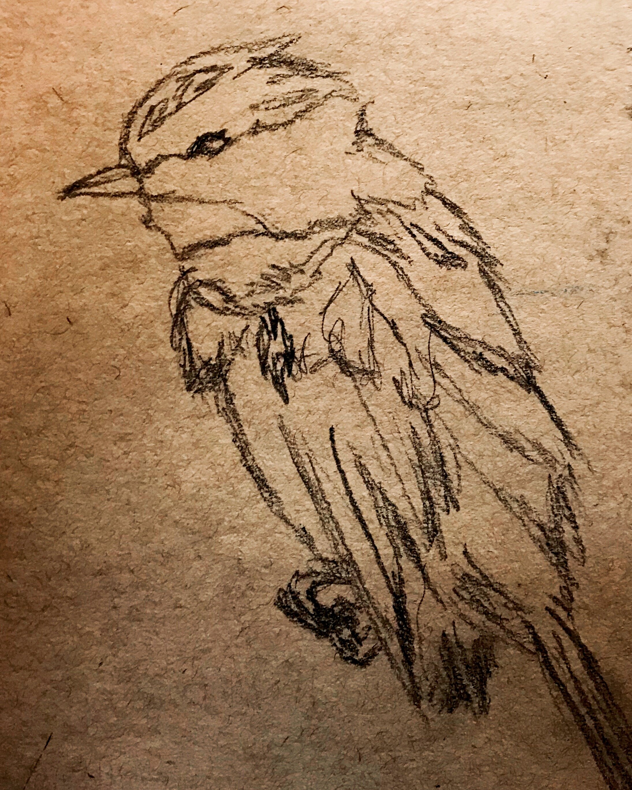 "chickadee" 2017