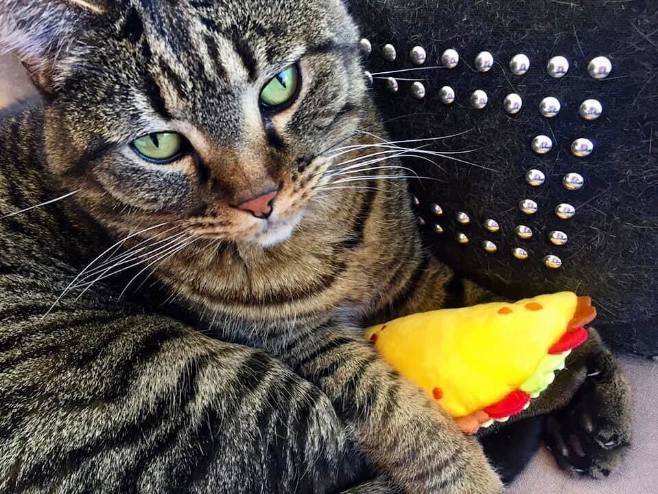 Happy 9th birthday to Tommy!  We got him a catnip taco!  #cats #catbirthday #fuckincats