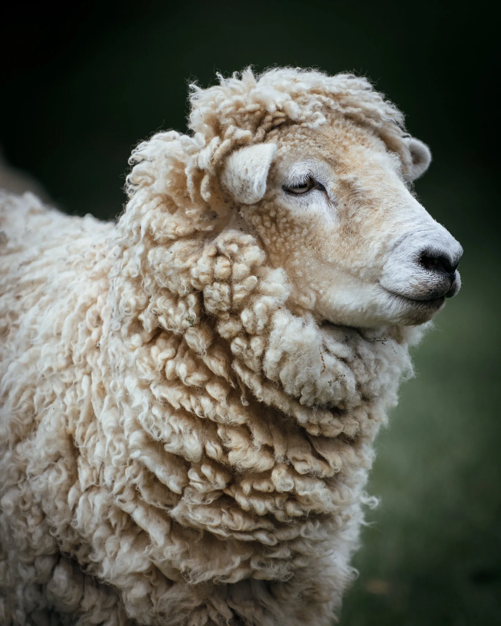 wc tasters shearing 003.jpg