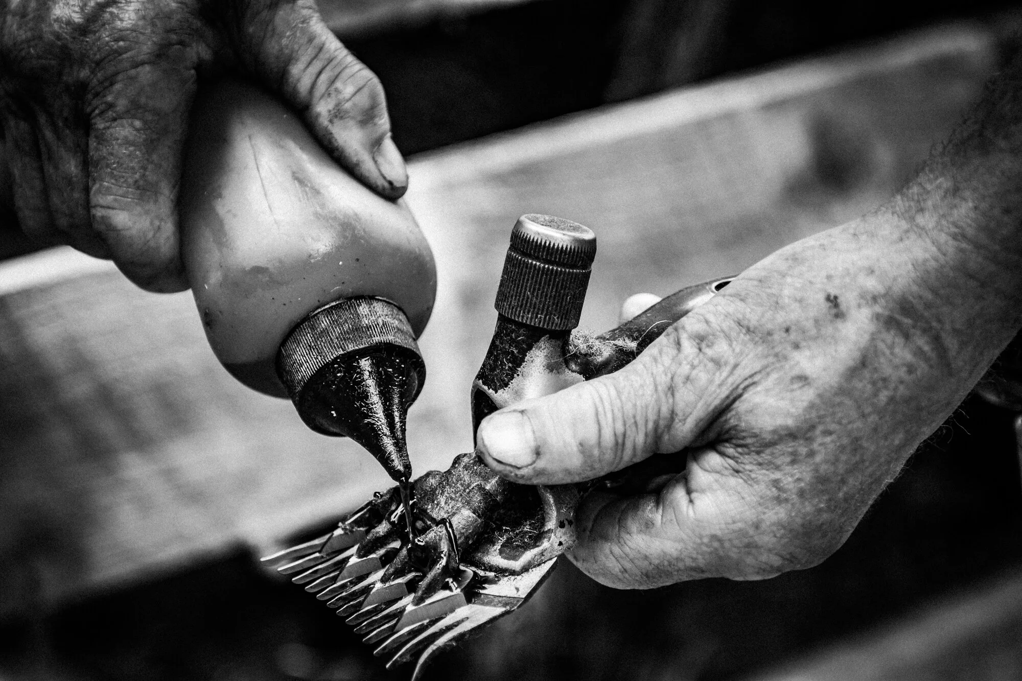 wc tasters shear 002.jpg