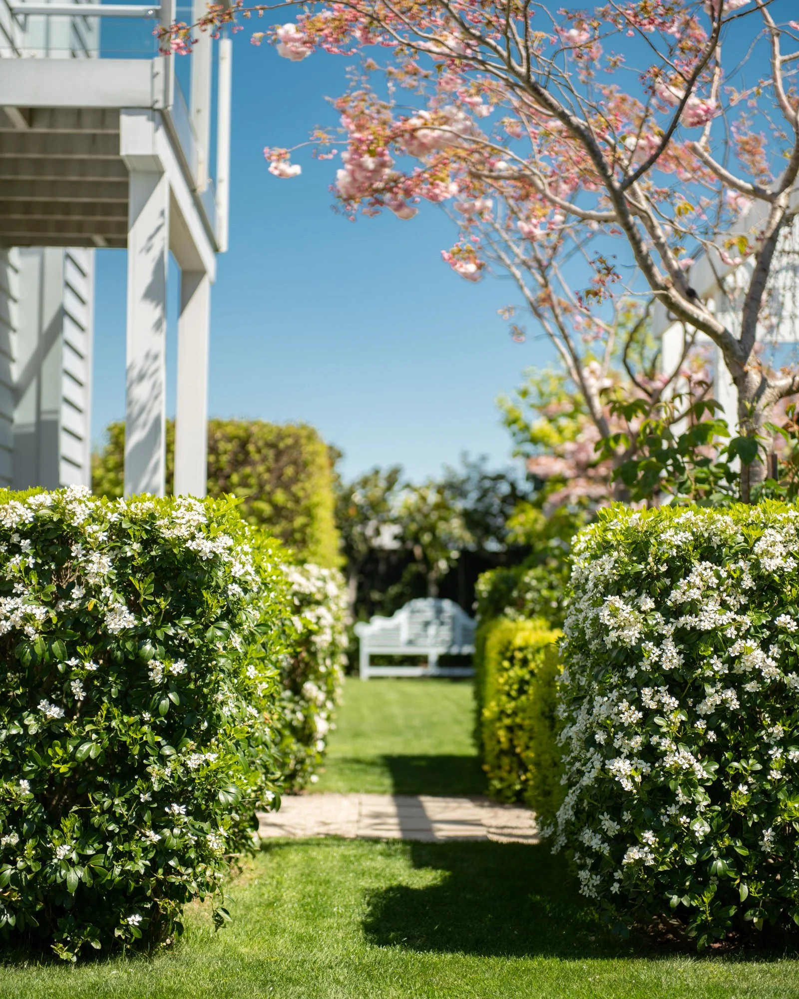 A well-maintained garden with lush green bushes and blooming pink cherry blossoms, leading to a white bench under a tree, with a clear blue sky above.