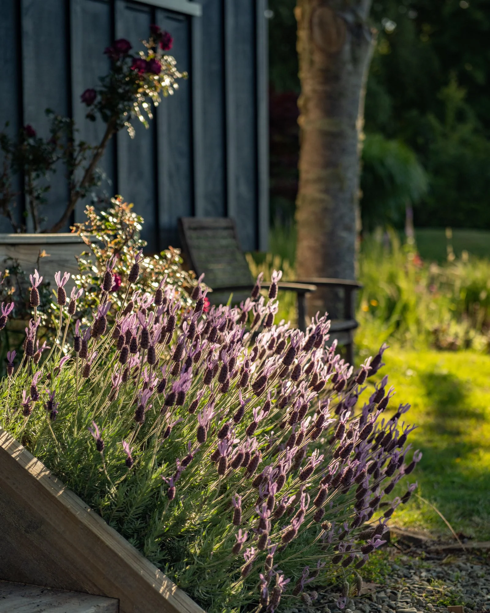 Lavender plants in a garden with sunlight, a wooden fence, a tree, and outdoor furniture in the background.