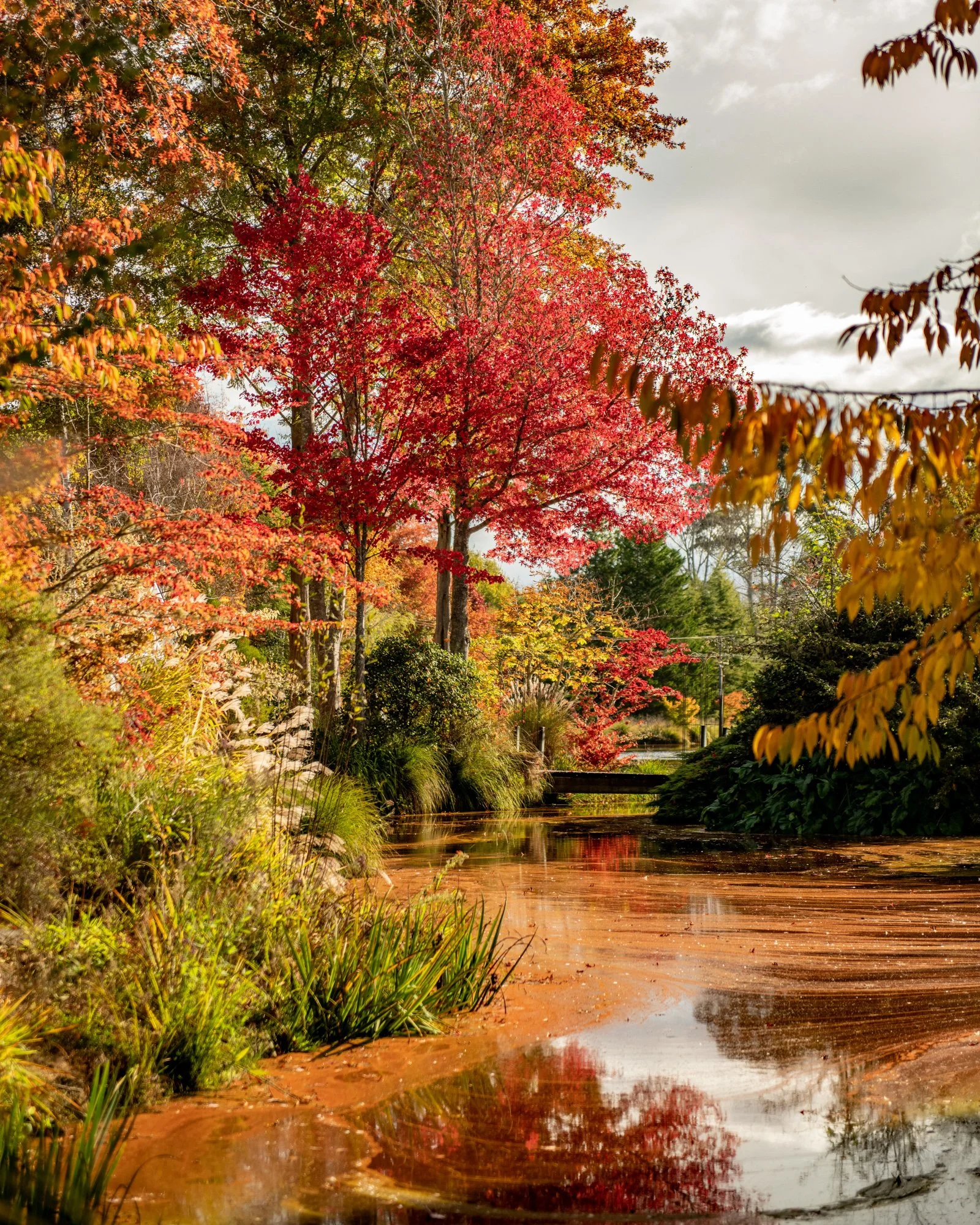 Autumn scene with colorful trees and a small pond in a park.
