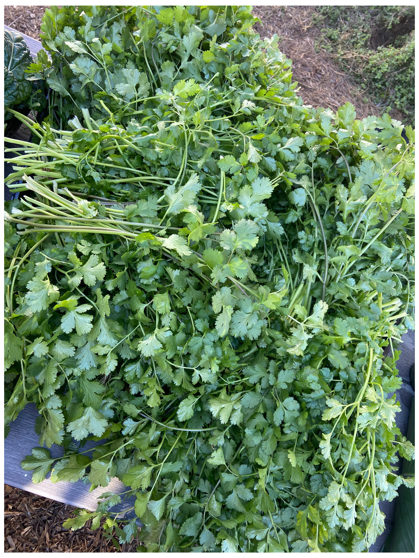 Seed Sovereignty and the Movement Toward Local Food Resilience