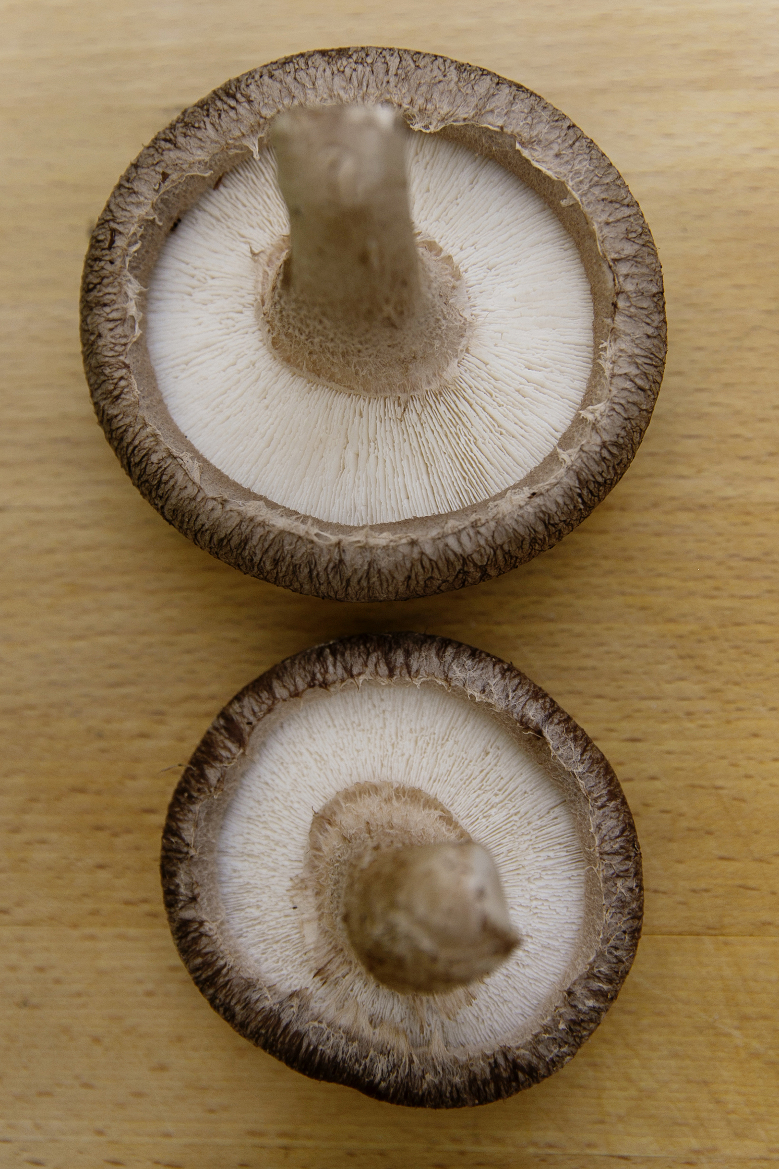 Mushrooms 001 copy.jpg